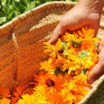 Heilwirkung der Ringelblume